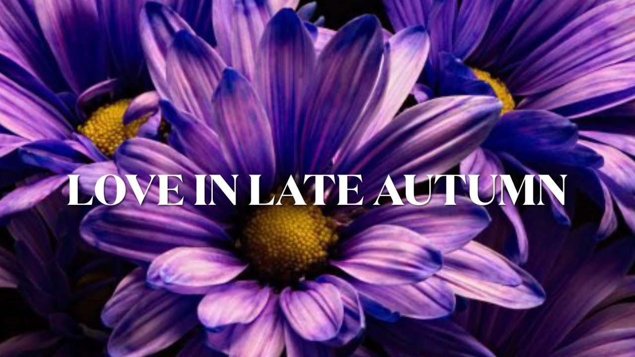 爱在深秋 ~小提琴、Love in late autumn ~ Violin