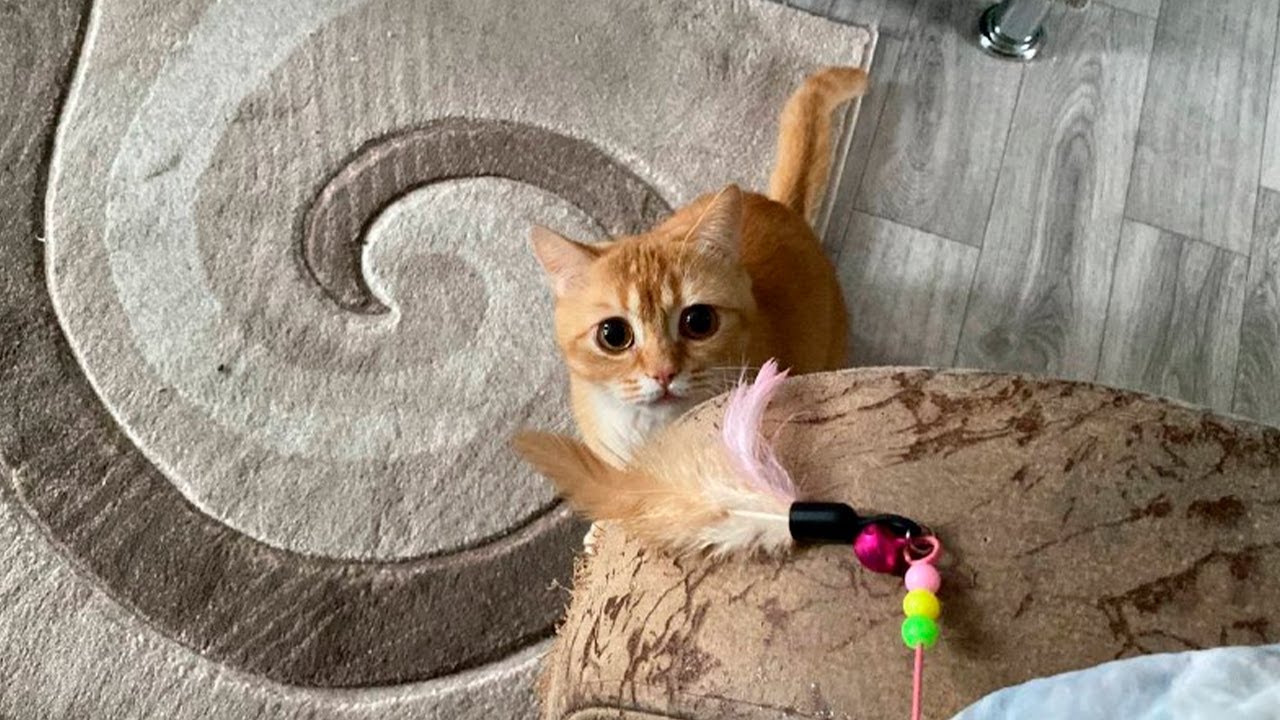Милашка Лучик играет с новой игрушкой