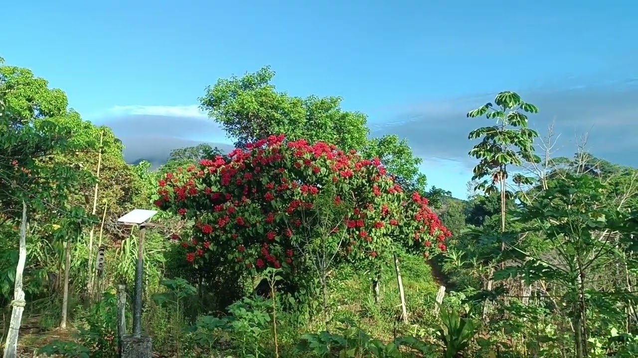 Curtindo Nosso  Sítio no Sul da Bahia - Serra do Padeiro / Ao Lado da Tribo Indígena Tupinambá 