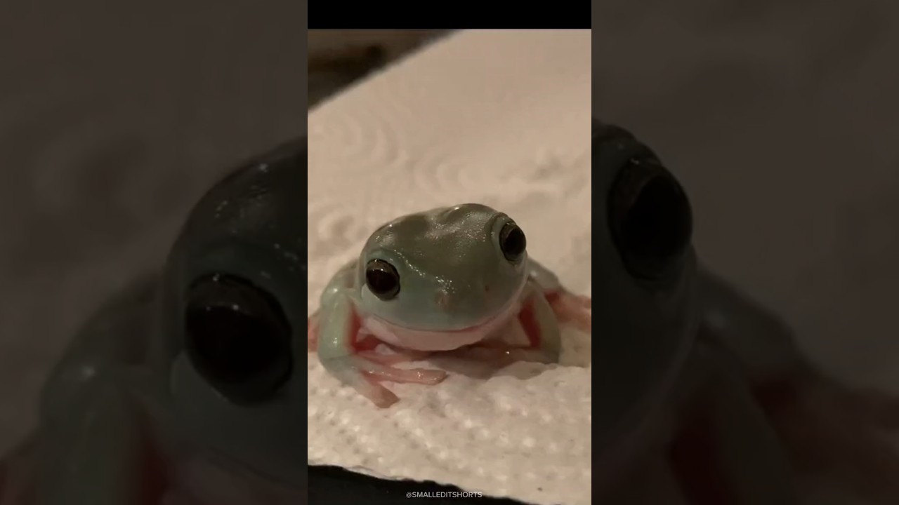 Shocking Animals Transformation!