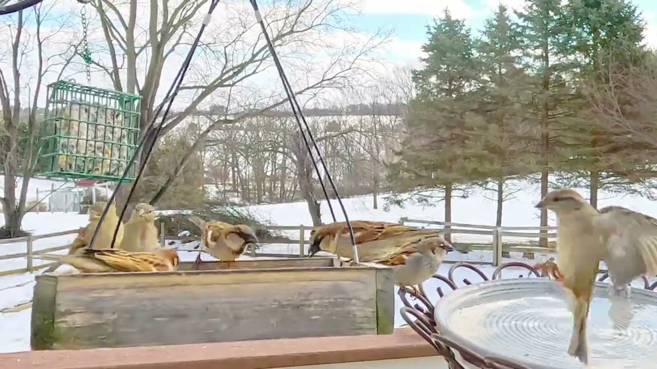 Birds On Snowy Bird Feeders | CAT TV ' Birds For Cats To Watch | Relaxing Bird Sounds For Sleep 