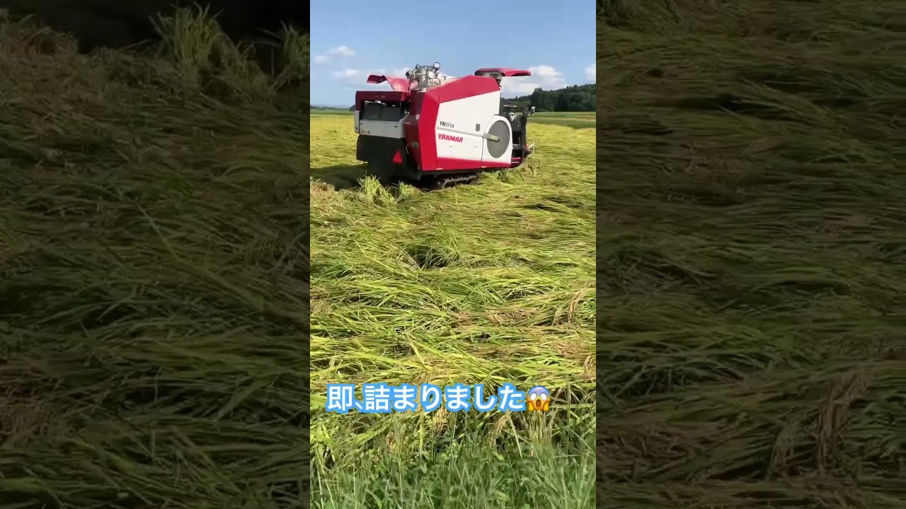 倒伏、稲刈り　べったりいきました😱　　　　#稲刈り　#ヤンマー  #コンバイン #japan