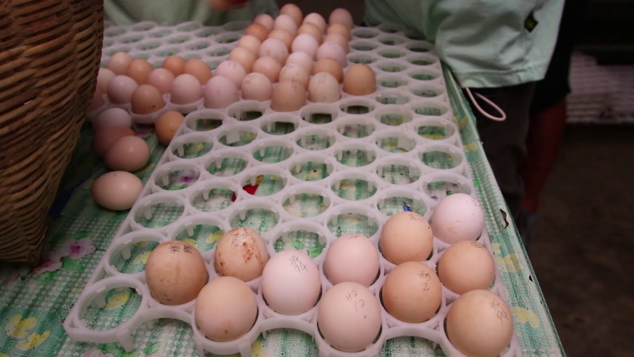 Native Chicken Hatchery Operation