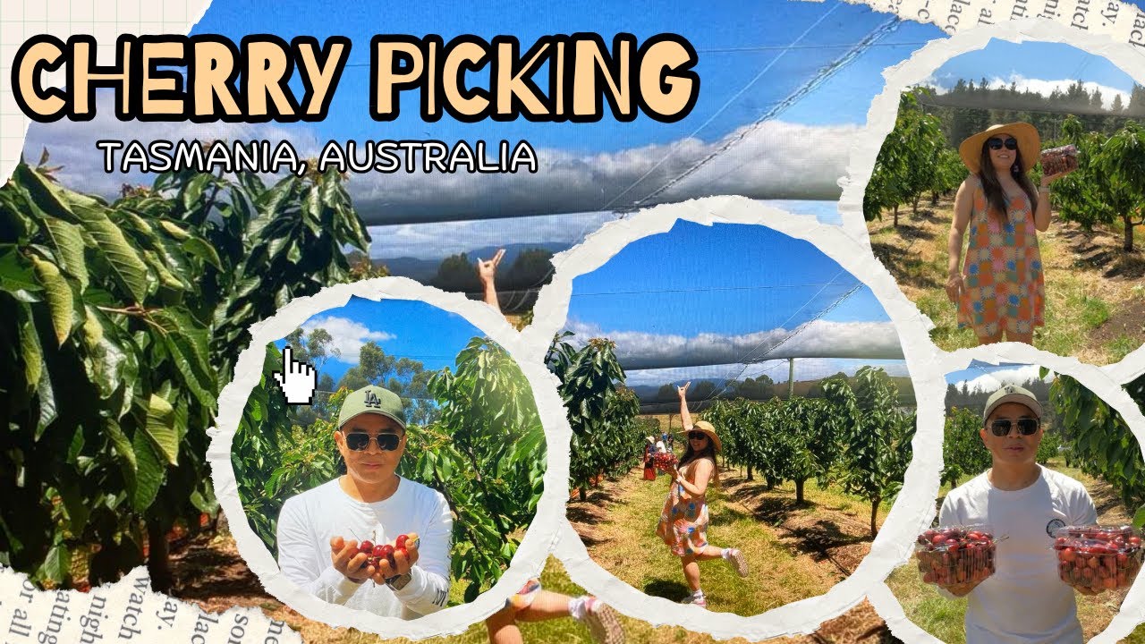 Unforgettable Cherry Picking Adventure in Sorell, Tasmania | Epic Farm Fun & Sweet Treats!