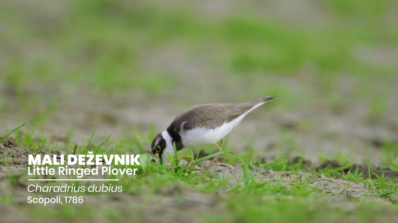 MALI DEŽEVNIK   Little Ringed Plover   Charadrius dubius Scopoli, 1786