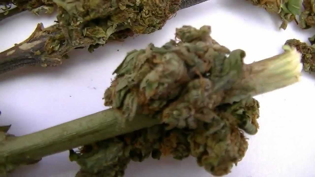 Jamaica 2012 Weed & Hash! 3D Marijuana