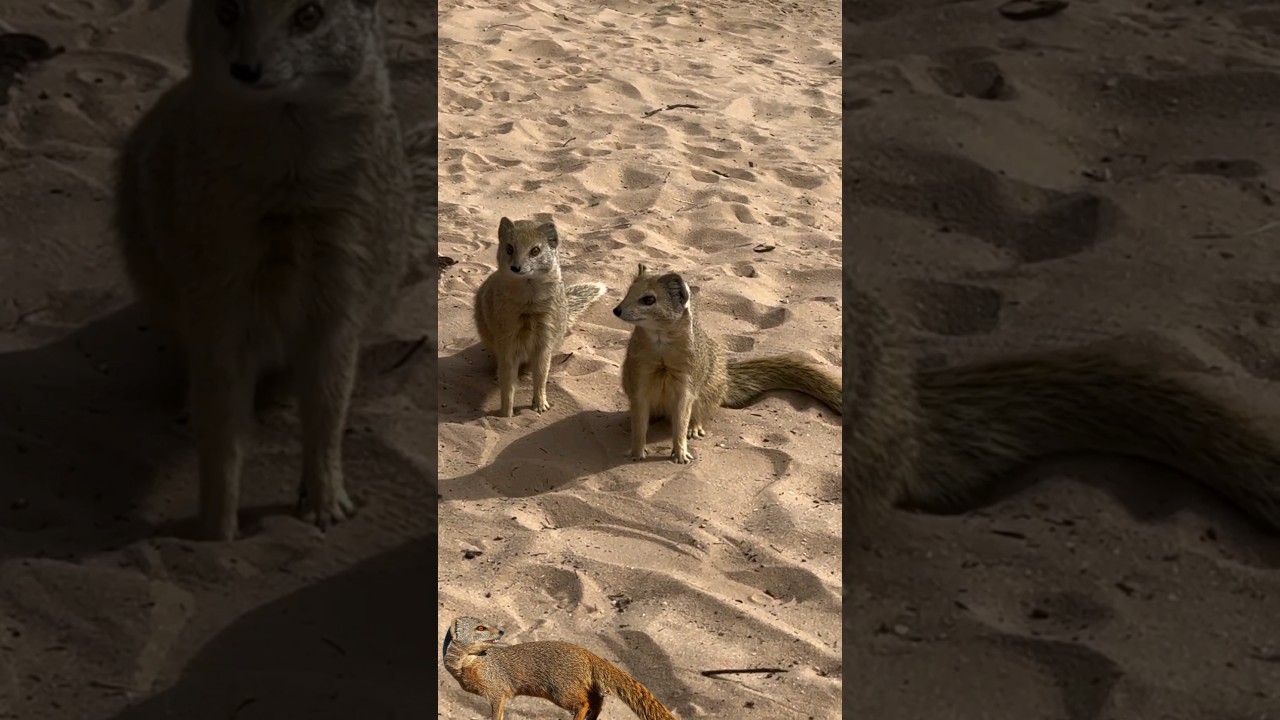 yellow mongooses