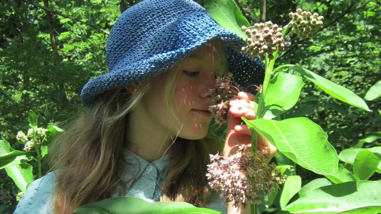 Befriending Milkweed - Foraging for Milkweed, cooking with it and learning about it's amazing gifts!