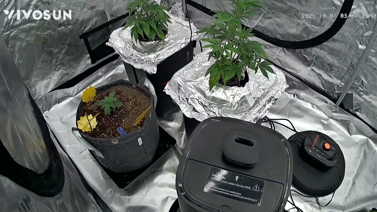 Apricot Auto (Fast Buds) Pound Town (Humboldt Seed Co) Time-lapse In DWC
