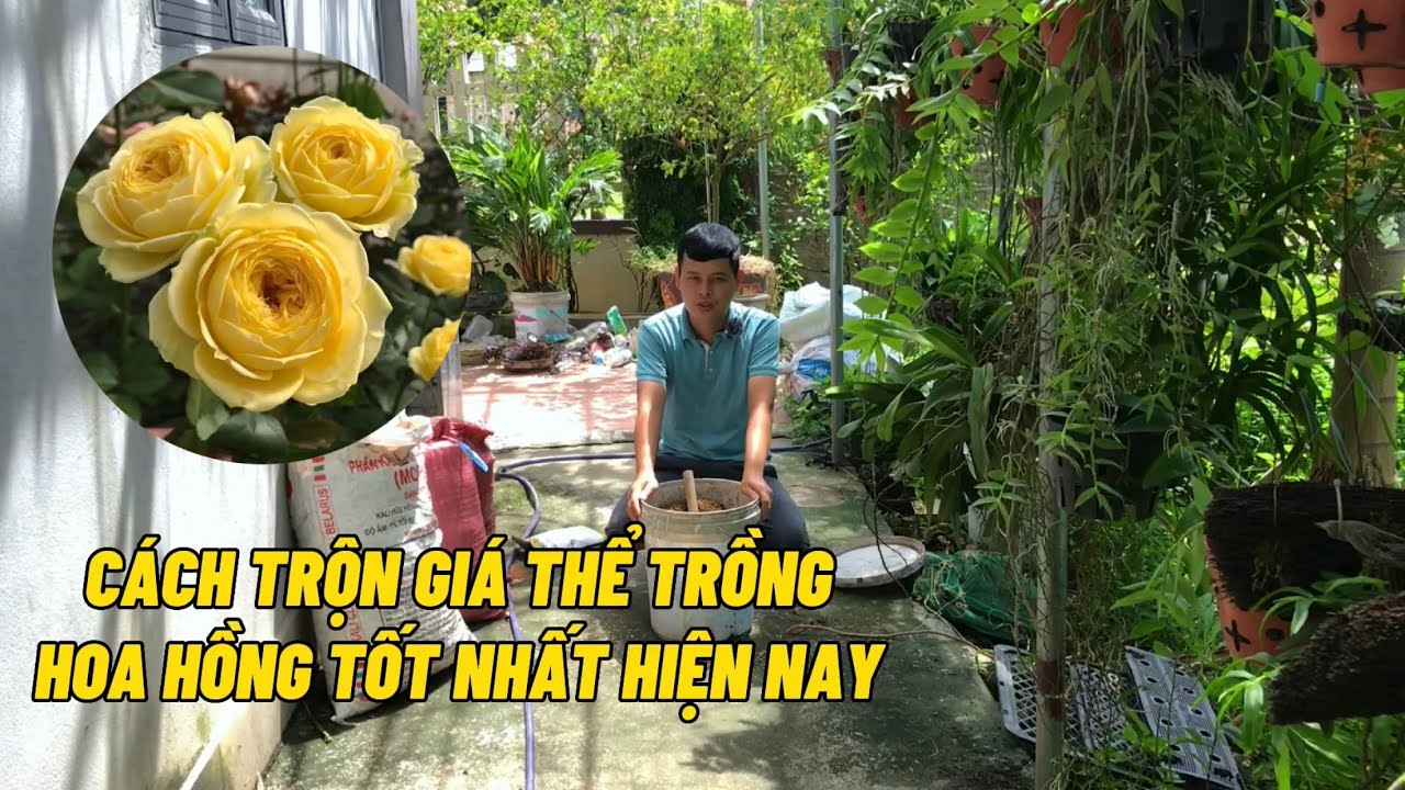 Cách trộn giá thể trồng hoa hồng tốt nhất hiện nay