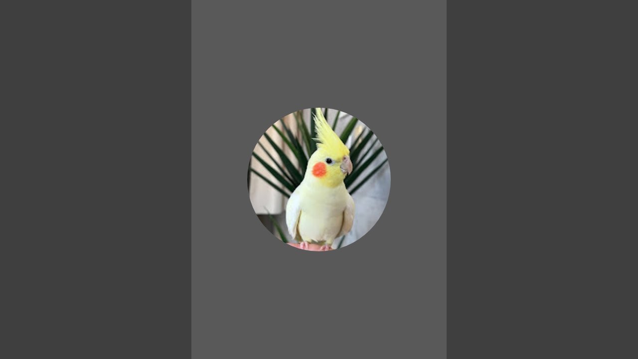 very beautiful birds cutie pie 😍🐣🐦Mk Bhai is live