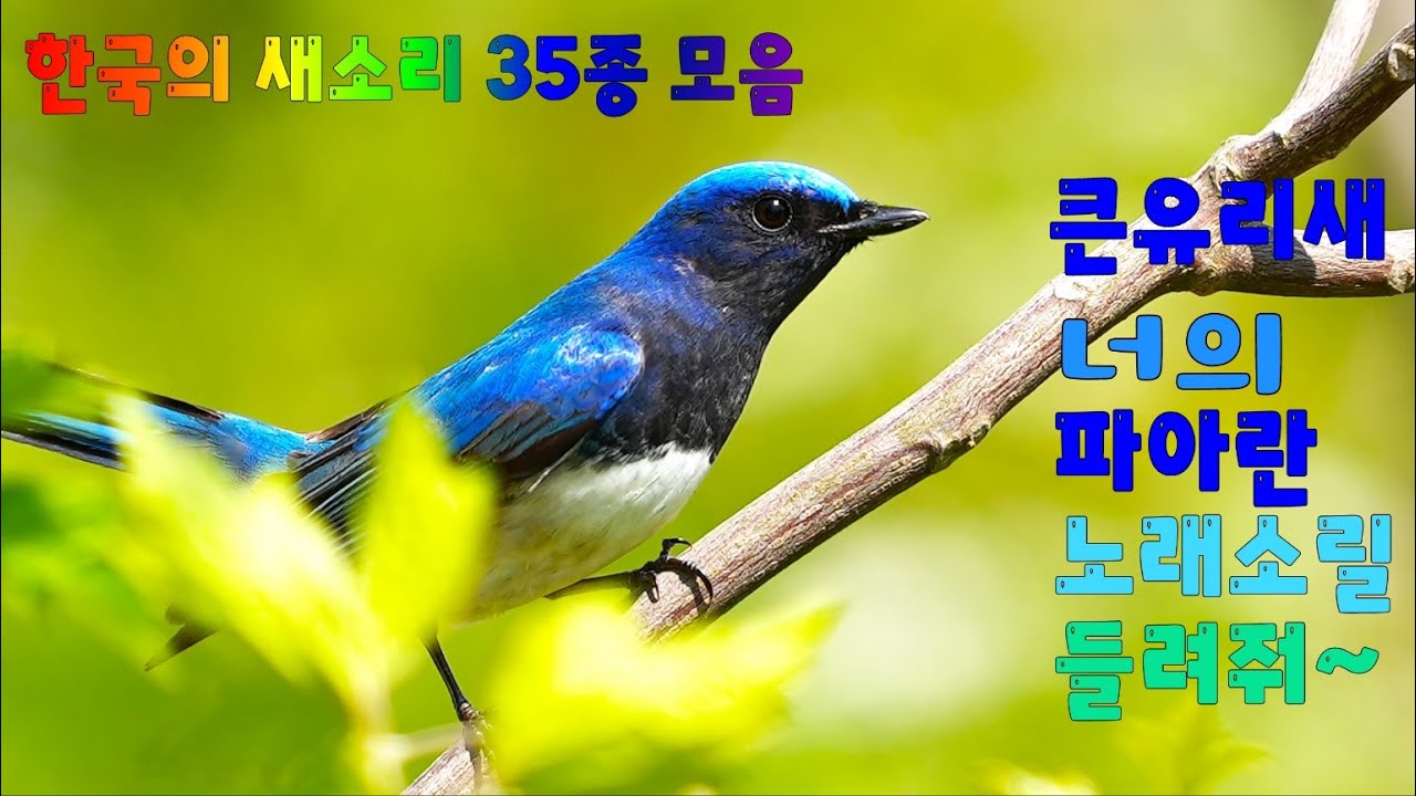 한국의 새소리 35종 모음 Singing birds