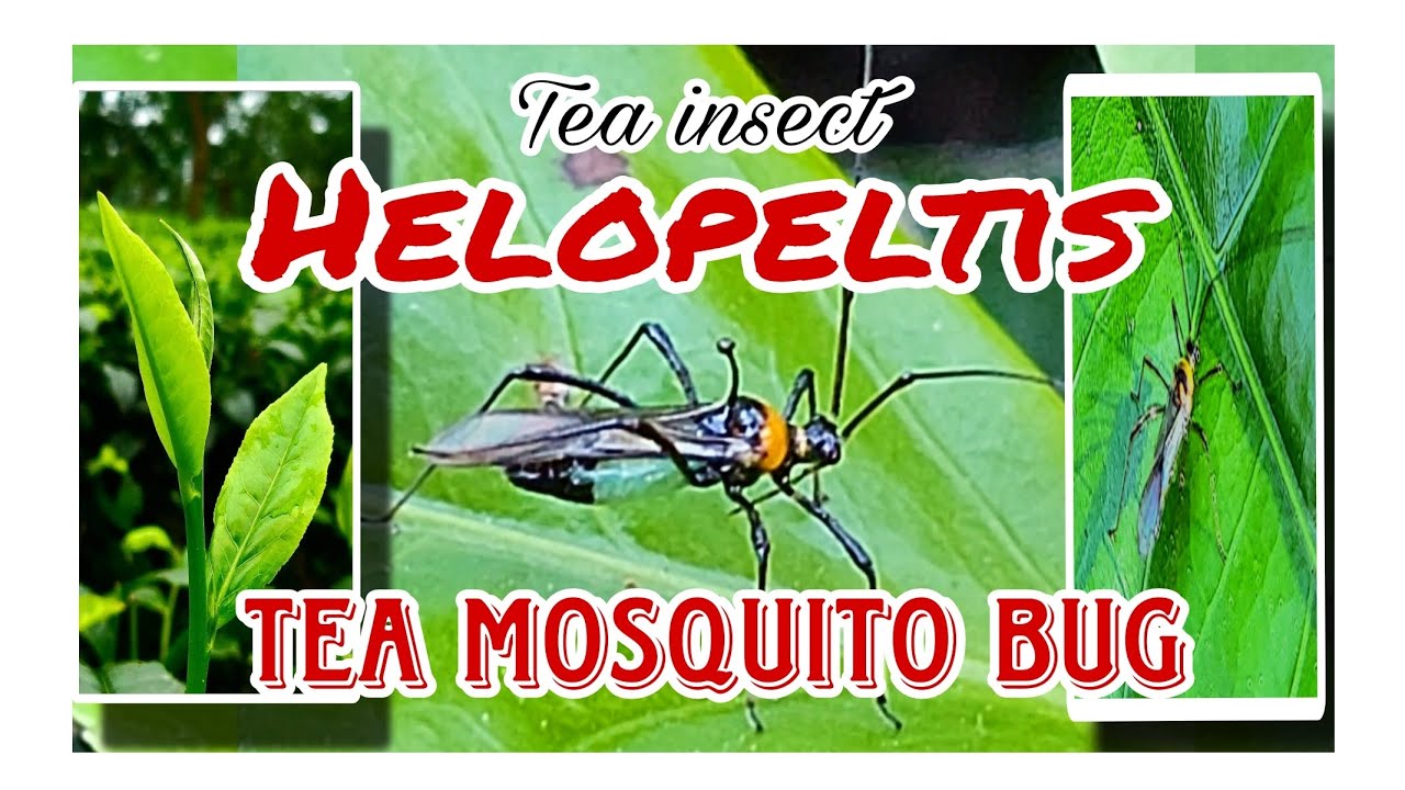 Tea Pest Helopeltis, life cycle, keu symptoms, control measures 🌿