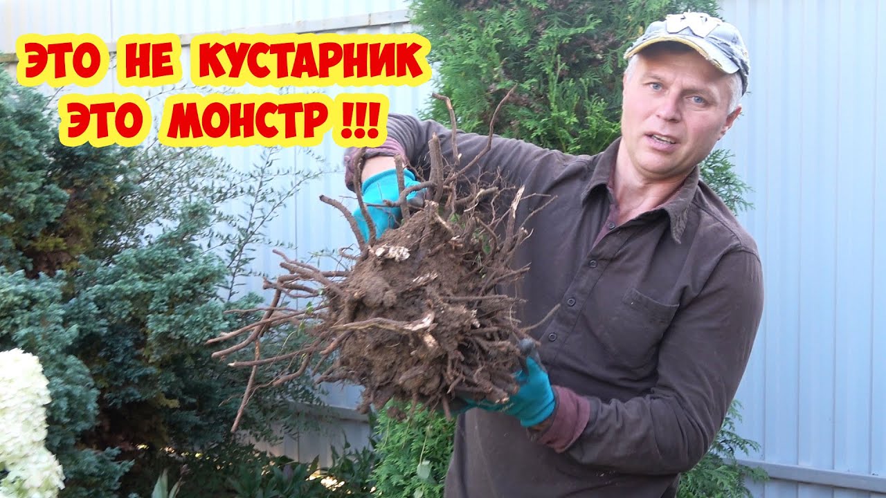 Насажали мусор - теперь выкапываем! Самый ужасный кустарник для сада. Выкопать невозможно!