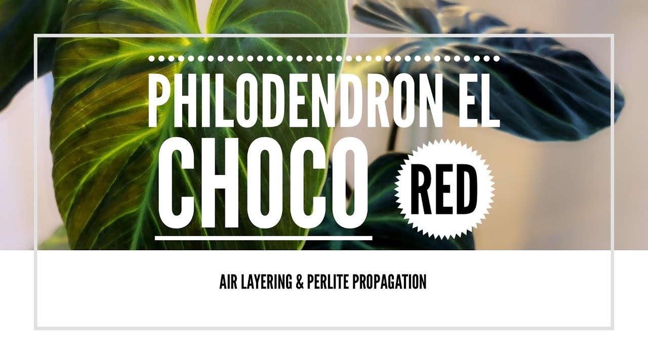 I CHOPPED UP MY El CHOCO RED: Air Layering & Perlite Propagation | The Quick & Easy Way