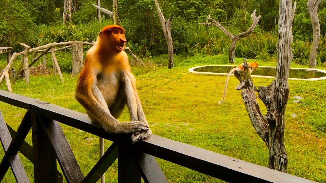 Labuk Bay Proboscis Monkey Sanctuary, Sabah, Borneo, Malaysia GoPro 1080p