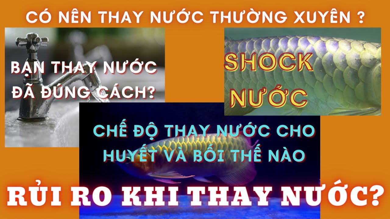 NUÔI CÁ RỒNG NÊN THAY NƯỚC THƯỜNG XUYÊN?THAY NƯỚC SAO CHO ĐÚNG VÀ RỦI RO XUNG QUANH VIỆC THAY NƯỚC.