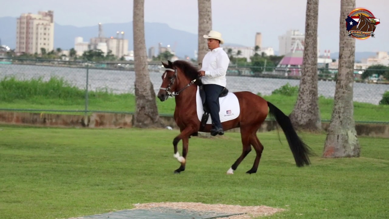 Exhibición de Ejemplares- Paso Fino, hoy como siempre.