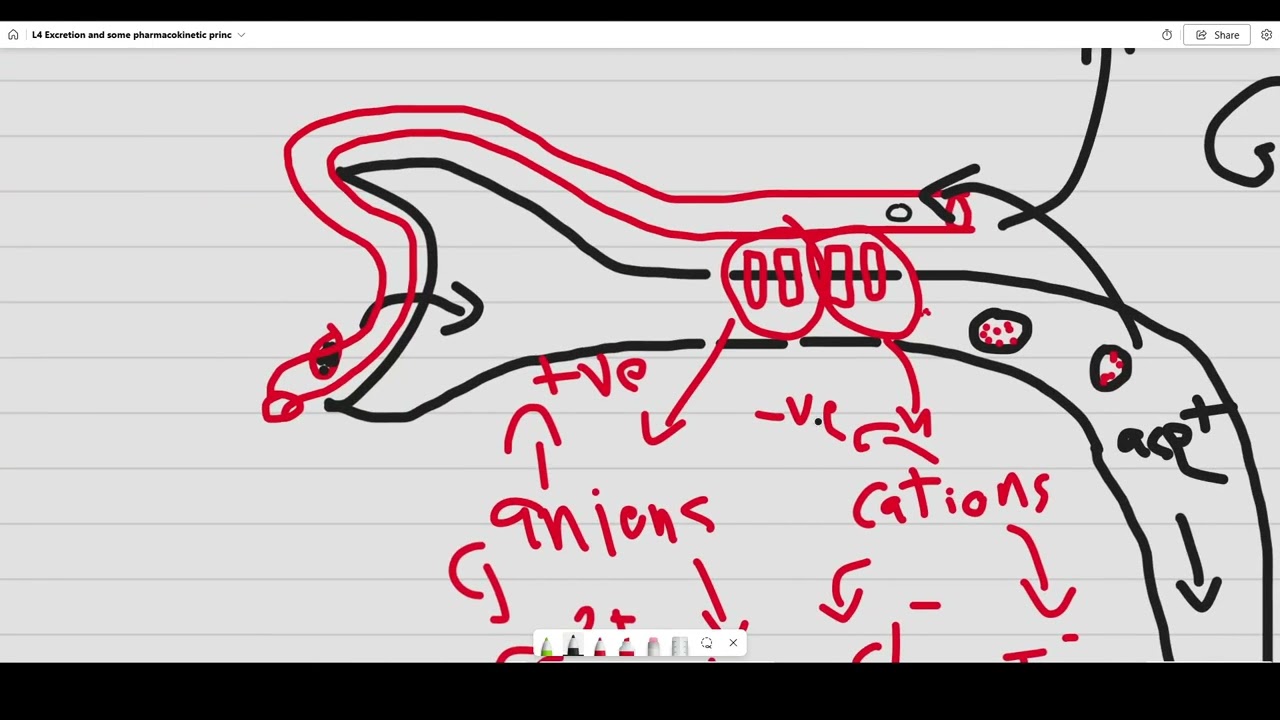 L4 general pharmacology Drug excretion and principles