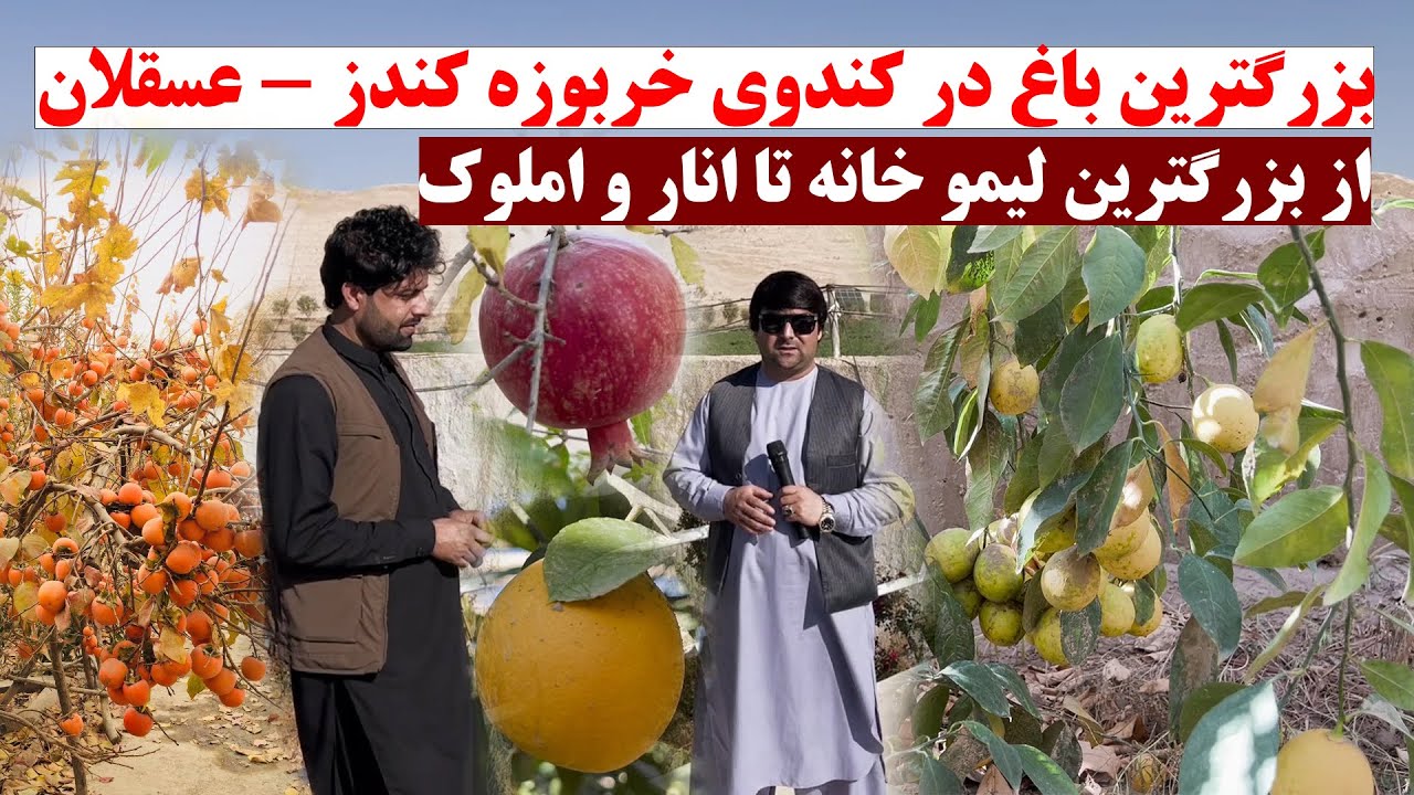بزرگترین باغ در کندوی خربوزه و تربوز کندز روستای عسقلان | از بزرگترین لیمو خانه تا انار و املوک کندز