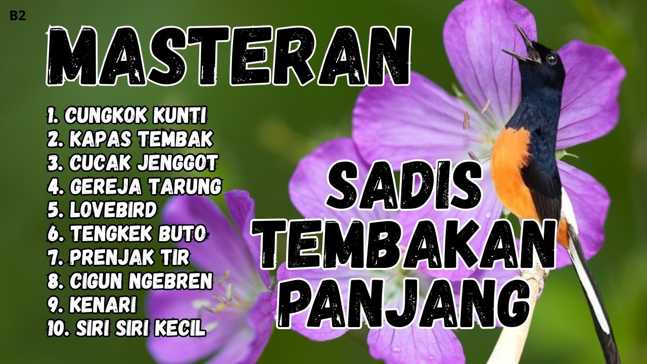 🔴 GACOR SADIS MENTAL KUAT MASTERAN MURAI BATU GACOR