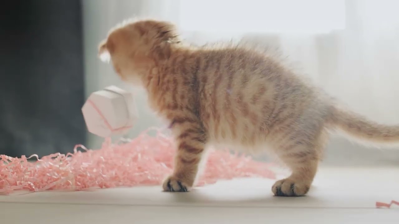 comfortable music to help cats sleep｜Cat Music Soft Moments