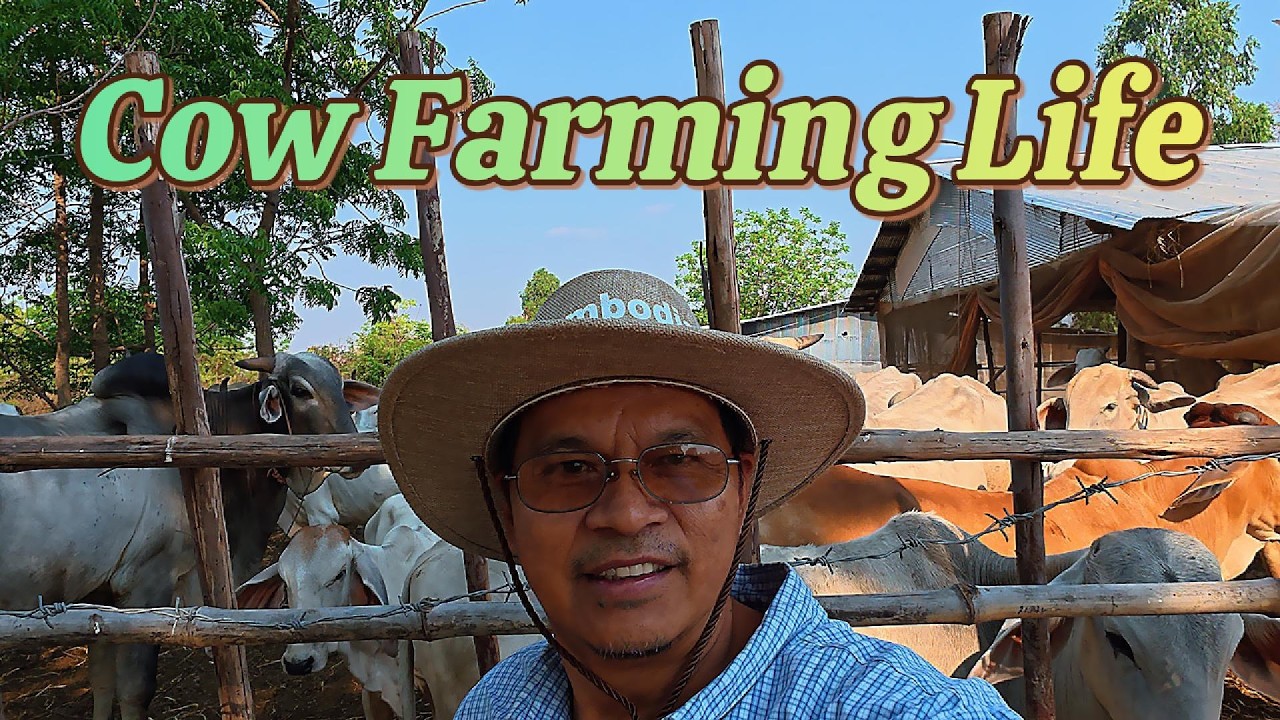 A Day Visiting Cows Farming in the Cambodia Countryside