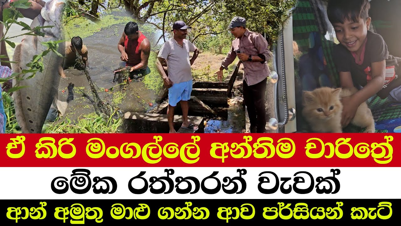 ඒ කිරි මංගල්ලේ අන්තිම චාරිත්‍රේ | මේක රත්තරන් වැවක් | ආන් අමුතු මාළු ගන්න ආව පර්සියන් කැට්