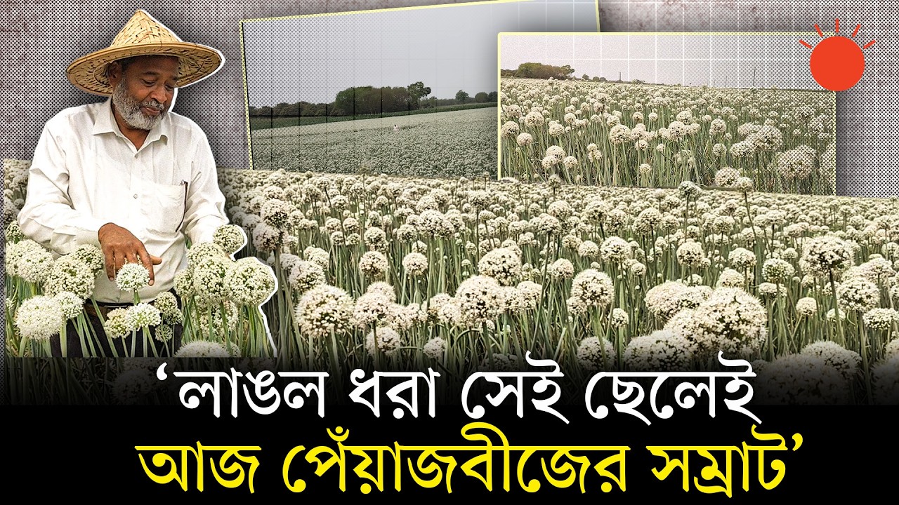 কৃষকদের জন্য নতুন সম্ভাবনা তৈরি করেছেন হাফিজ উদ্দিন | Onion Seeds | Rajshahi News | Prothom Alo