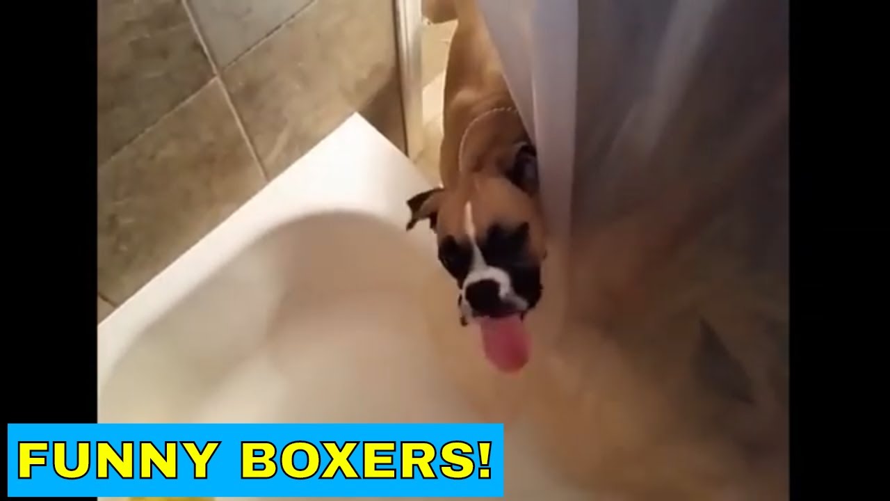 Cute and funny boxer dogs