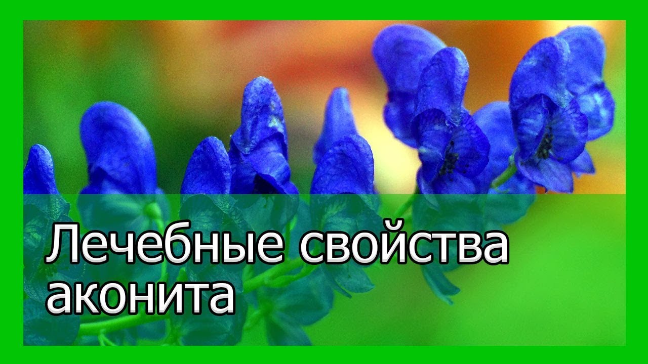 Лечебные свойства аконита