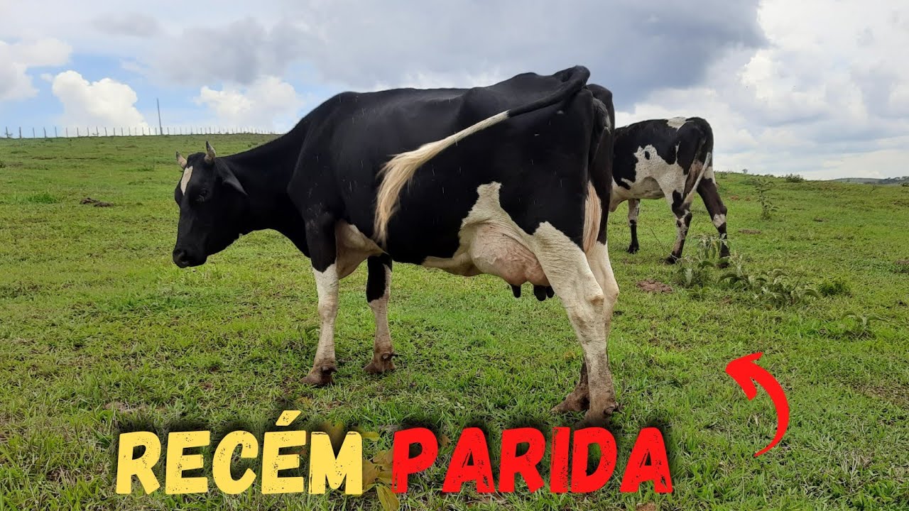 Qual &eacute; lucro da nossa melhor vaca leiteira ? || Produ&ccedil;&atilde;o 30 litros dia.