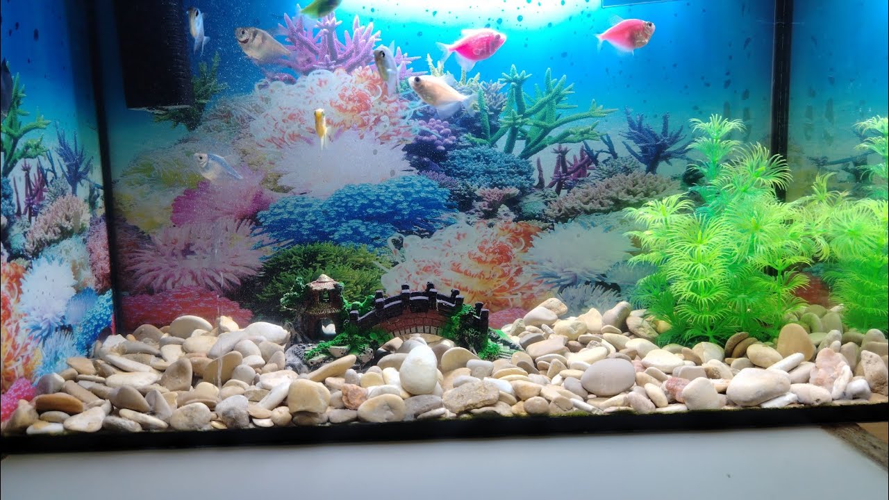 Обустраиваем аквариум для рыбок🐠