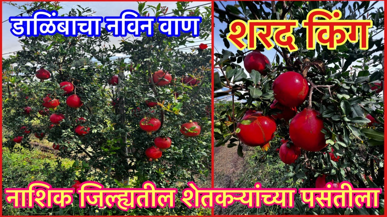 शरद किंग। नाशिक ज़िल्ह्यतील शेतकऱ्यांच्या पसंतीला