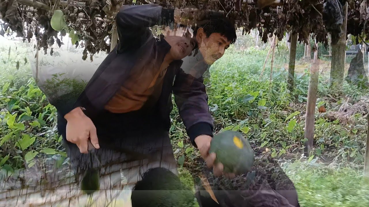 Gamiyao jwgwnar lao kabai