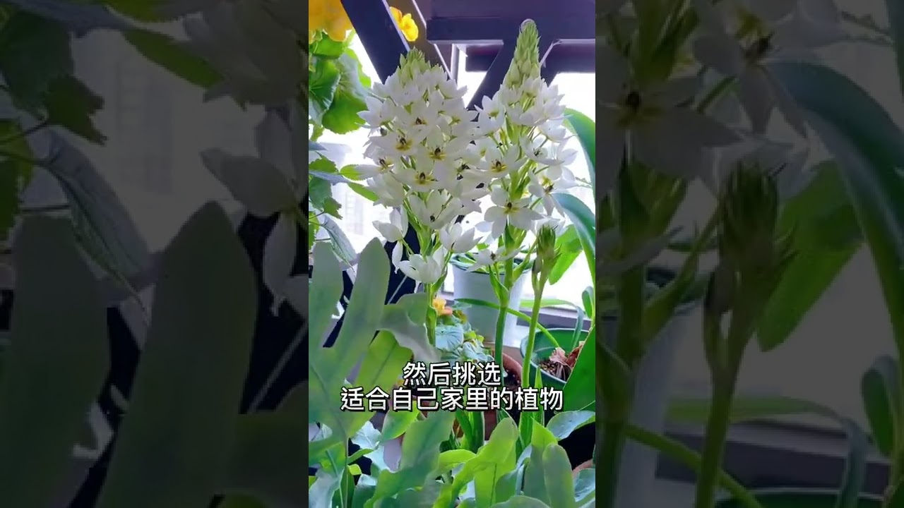【蓝胖小花匠🎏】阳台养花「希望大家有选择性的购买花卉植物」少花冤枉钱#封闭阳台养花#爱生活爱养花#养花小知识#圣心百合#六倍利#耧斗菜#绣球#小木槿