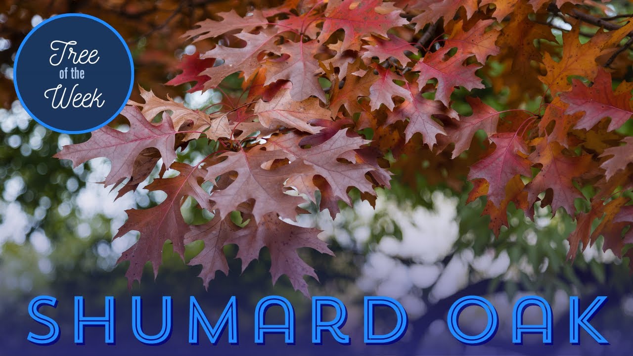 Tree of the Week: Shumard Oak