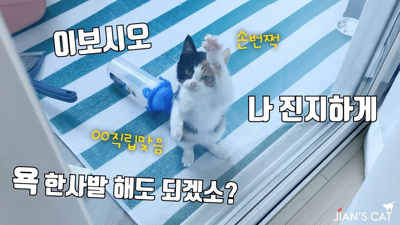 구조 후 하루만에 집사에게 두발로 서서 찰지게 욕하는 새끼고양이 (Feat.살구’s 문워크)