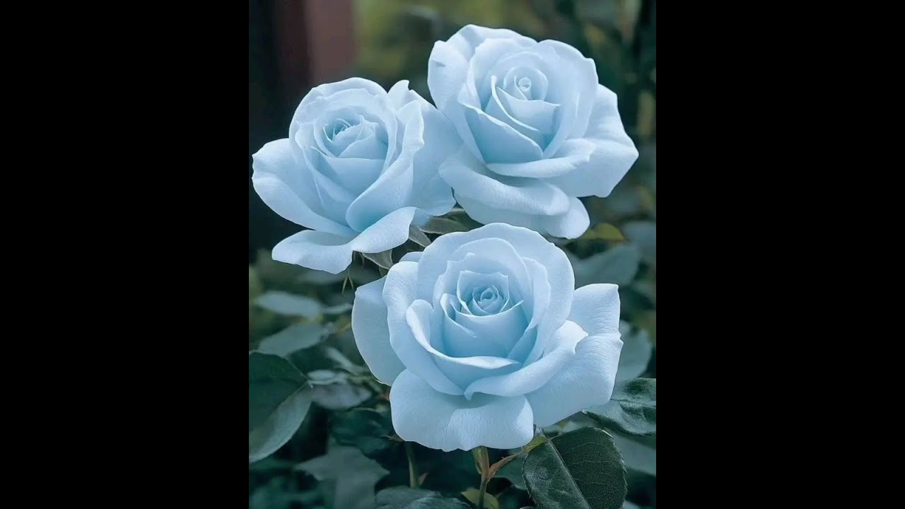 Beautiful Flowers 🌺