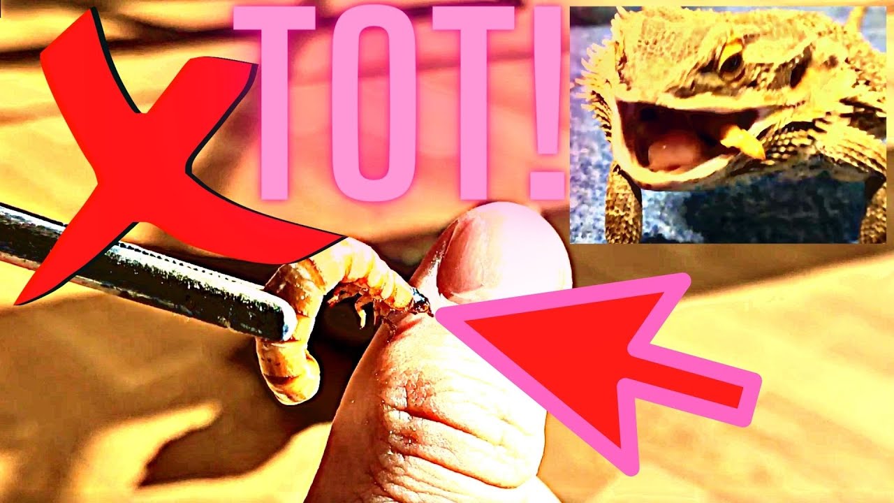 Bartagame Frisst Zophoba Wurms 🤯🐛