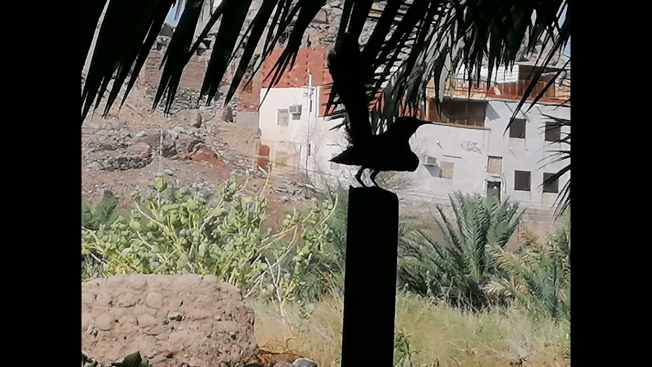( ١٤ ) قصة:استضعفوه هو وابن عمه..ولكن وجدوا منهم