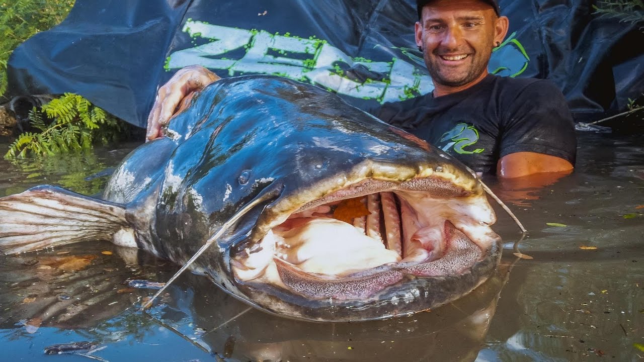 Siluro Gigante del Rodano - HD by Catfishing World