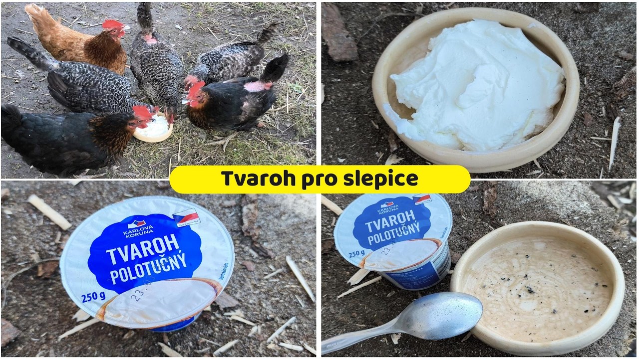 Slepičí hostina Dnes podáváme  Tvaroh pro slepice 🥣🐔🐔