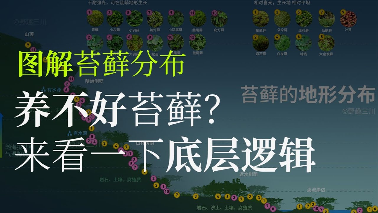 詳細圖解苔蘚分佈，讓你完全掌握苔蘚養護的底層邏輯 HOW TO: Propagate Your Own Moss【野趣三川Leon】