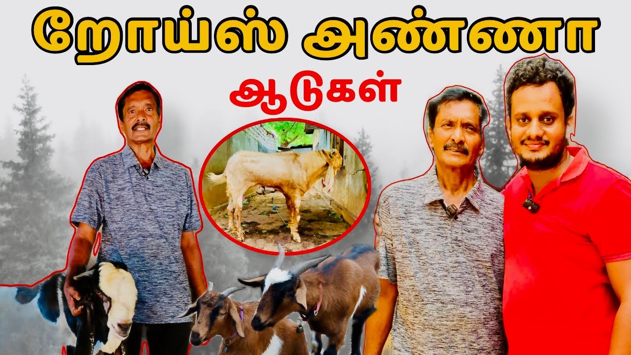 ஆட்டுக்காற றோய்ஸ் அண்ணை | இலட்சம் பெரிசில்லை இலட்சியம் தான் பெரிசு தம்பி | Farming |Animals |Jaffna.