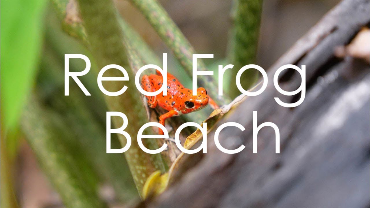 Red Frog Beach, Panama - 4K UHD - Virtual Trip