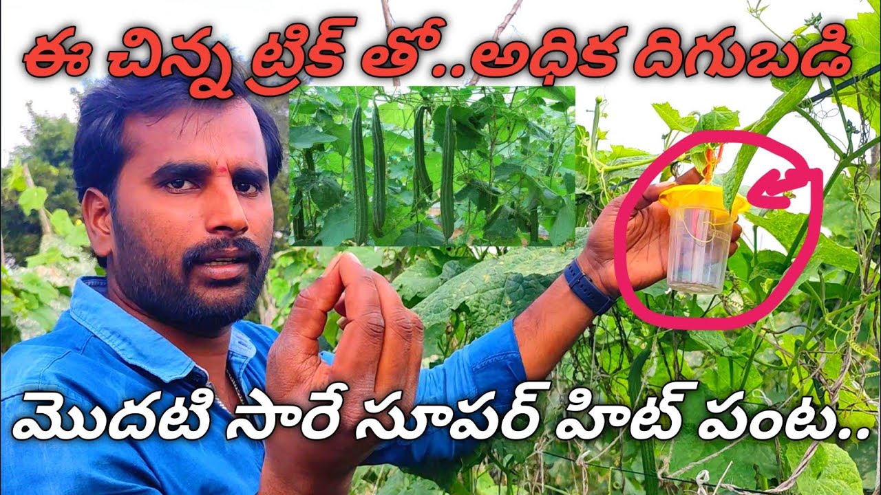 బీరకాయ పంట సాగు చేసే విధానం వివరణ// Beera farming explanation//