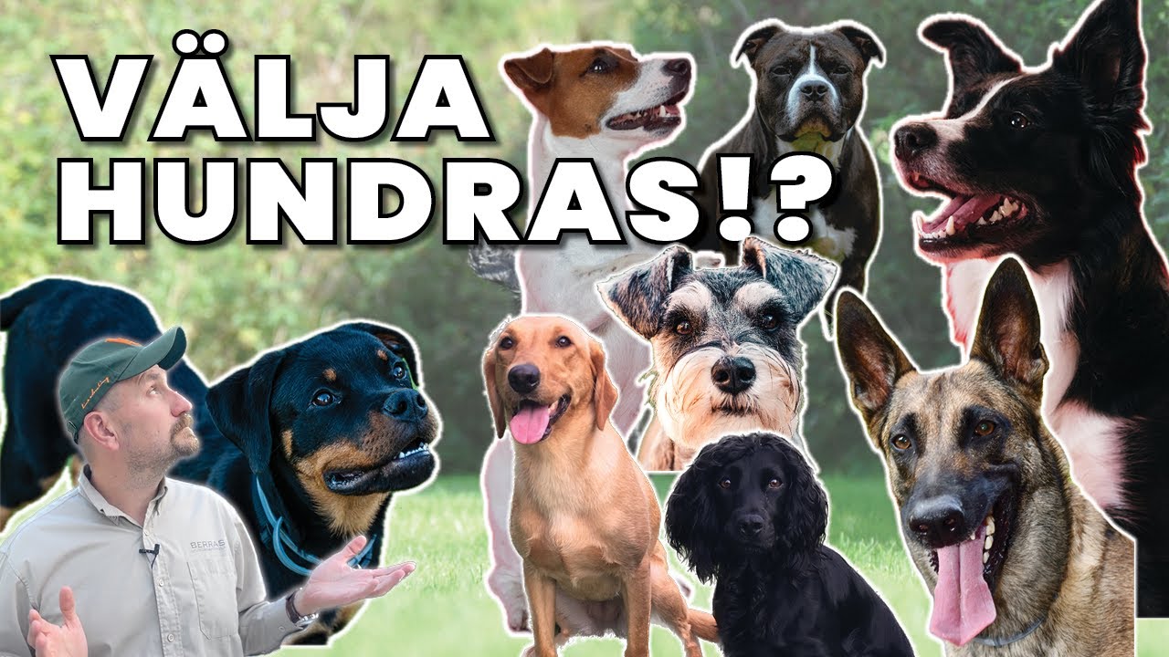 Tänk på detta INNAN ni väljer Hundras!