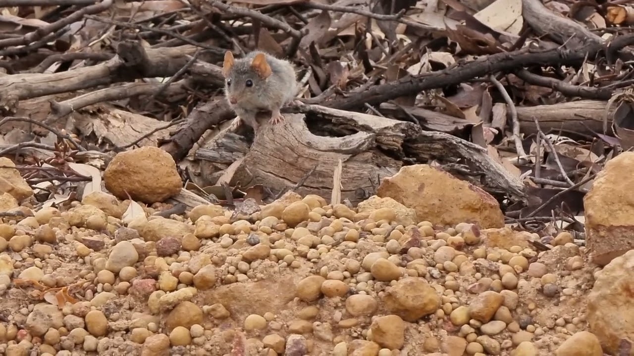 Yellow-footed antechinus