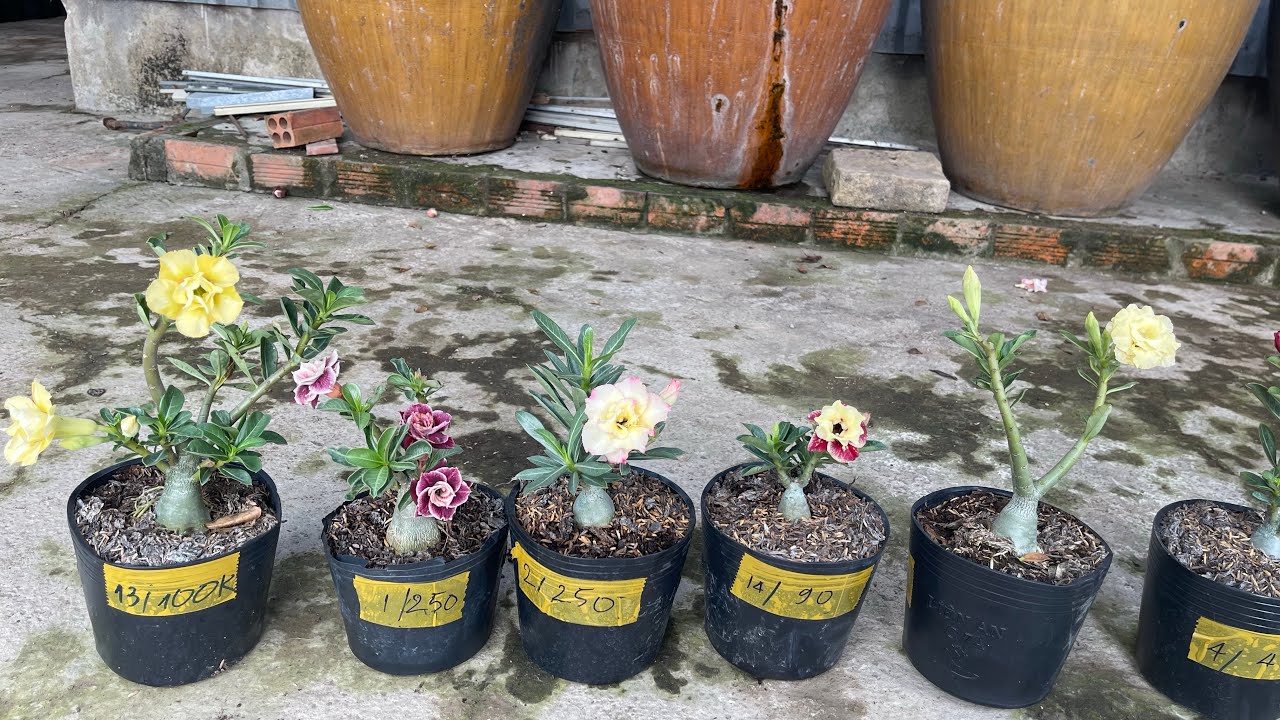 Đã bán  sứ hạt lai tạo ngày 24-2 Lh 0939708835 (Zalo)